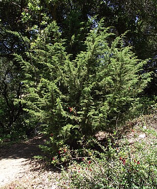 <span class="mw-page-title-main">Cupressus goveniana</span> Californian species of western cypress