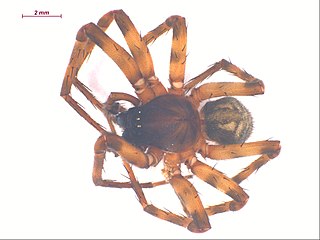 <i>Cybaeus signifer</i> Species of spider