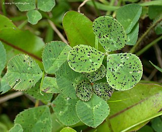 <i>Cymadothea trifolii</i> Species of fungus