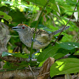 Cymbilaimus lineatus