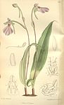 Cynorkis purpurascens (as Cynorchis purpurascens) - Curtis' 123 (Ser. 3 no. 53) pl. 7551 (1897).jpg