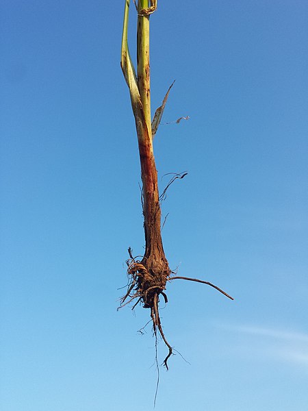 File:Cyperus longus subsp. longus sl23.jpg