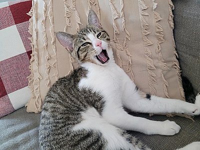 She is mid-yawn here. For use on Cyprus cat