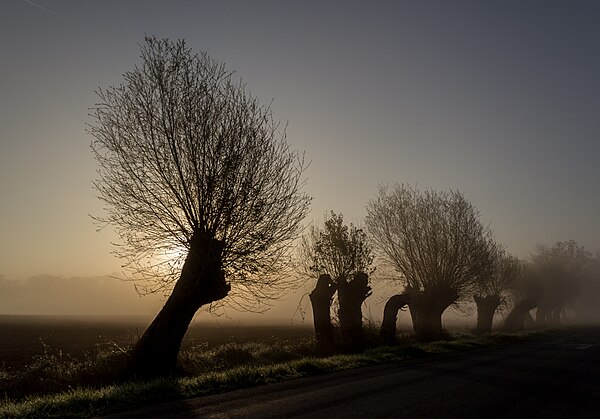 A line of pollarded willows in Germany