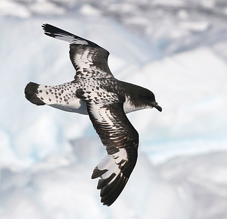 Damier du Cap - Cape Petrel.jpg