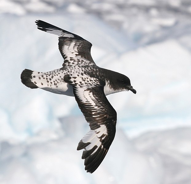 File:Damier du Cap - Cape Petrel.jpg