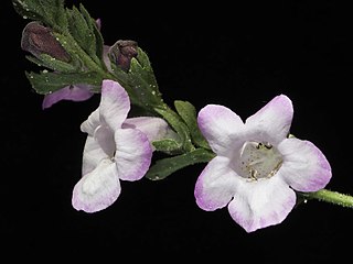 <i>Dasymalla teckiana</i> Species of flowering plant