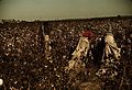 Day laborers picking cotton near Clarksdale, Miss.1a34347v.jpg