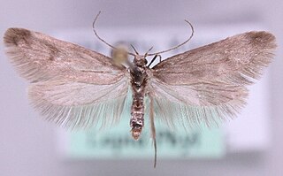 <i>Denisia obscurella</i> Species of moth