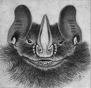 Silver fruit-eating bat