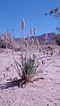 Plantago ovata