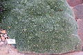 Deuterocohnia brevifolia (Abromeitiella brevifolia) - Botanischer Garten, Dresden, Germany - DSC08894.JPG