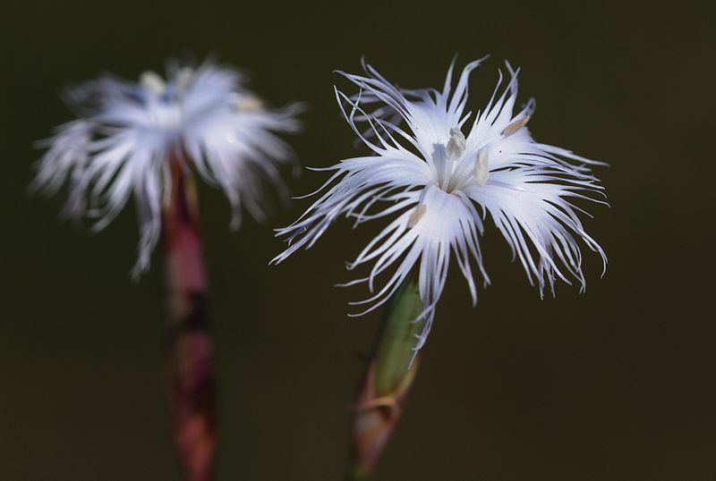 File:Dianthus crinitus 04.JPG