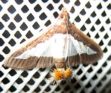 A female in India Diaphania indica, India.jpg