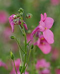 Thumbnail for Diascia barberae