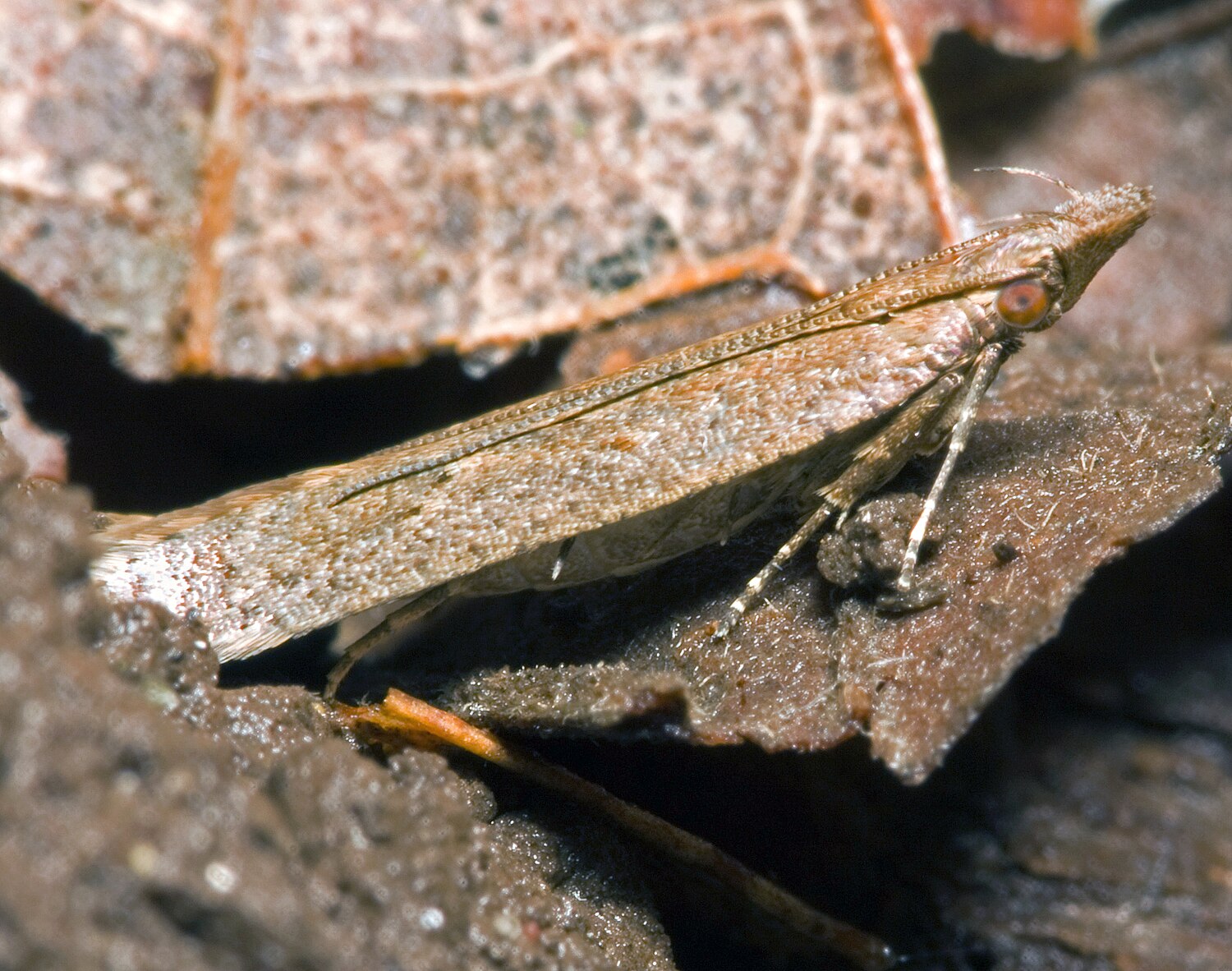 Pink bollworm - Wikipedia