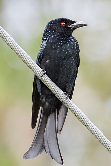 Spangled drongo