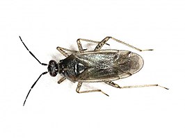 Dicyphus globulifer