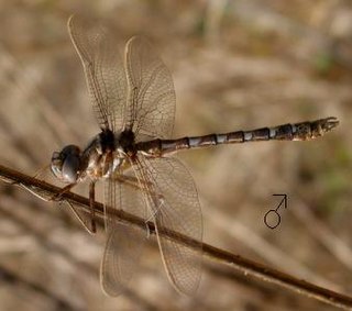 <i>Didymops</i> Genus of dragonflies