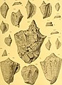 Die fossilien von Java auf grund einer sammlung von Dr. R.D.M. Verbeek und von anderen; (1891) (20294518084).jpg