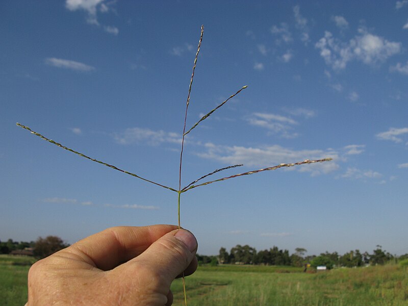 File:Digitaria divaricatissima42 flowerhead6 - Flickr - Macleay Grass Man.jpg