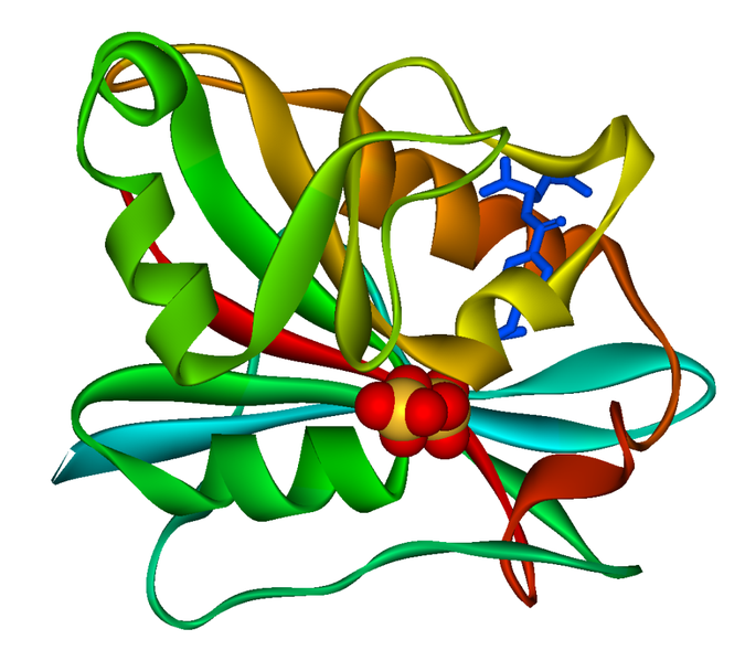 File:Dihydrofolate reductase 1DRF.png