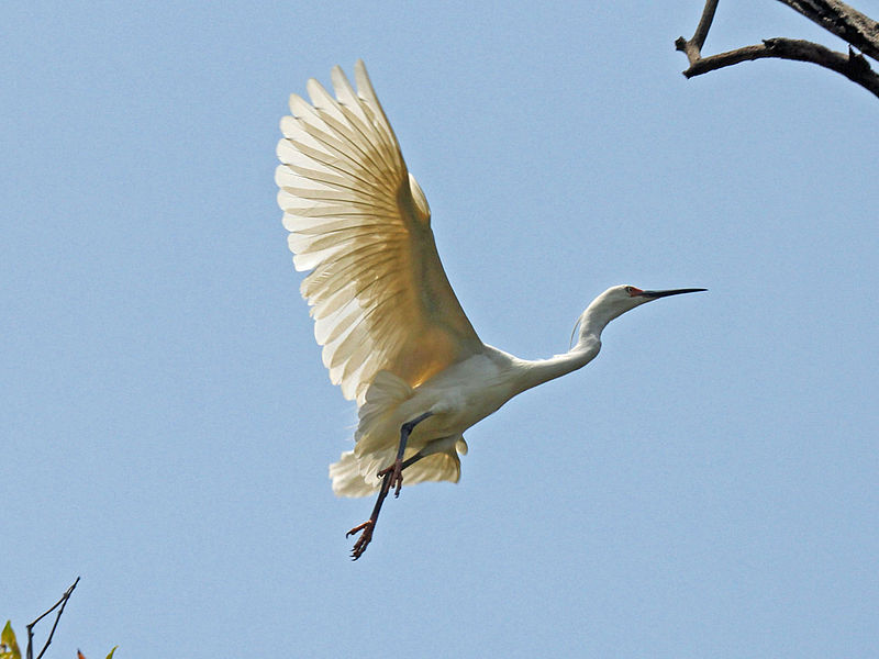 File:Dimorphic Egret RWD3.jpg