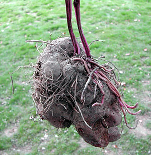 Dioscorea (Taiwan).jpg