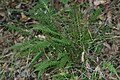 Doodia aspera (Prickly Rasp Fern) - cultivated.jpg