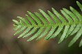 Doodia aspera (Prickly Rasp Fern) - cultivated 2.jpg