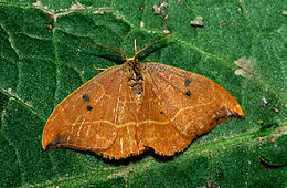 Dvitaškis lenktasparnis (Drepana binaria)