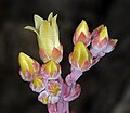 Dudleya farinosa 250112694.jpg