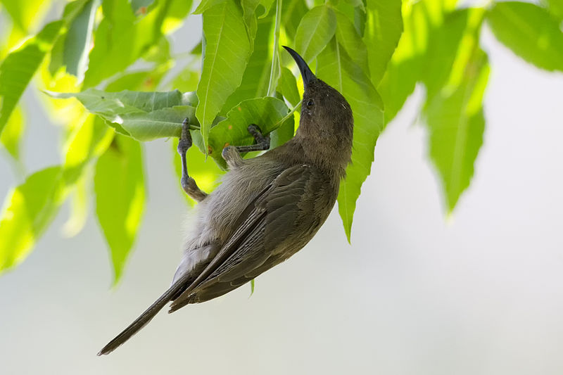 File:Dusky honeyeater 1.jpg