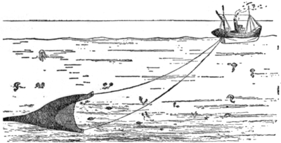 Diagram of a shrimp trawl; bridles (not shown) would extend to the left