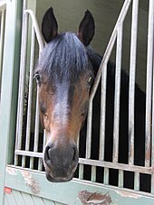 Foto della testa di un cavallo baio Hannover nella sua boxe.