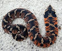 Hognose snake playing dead in a field