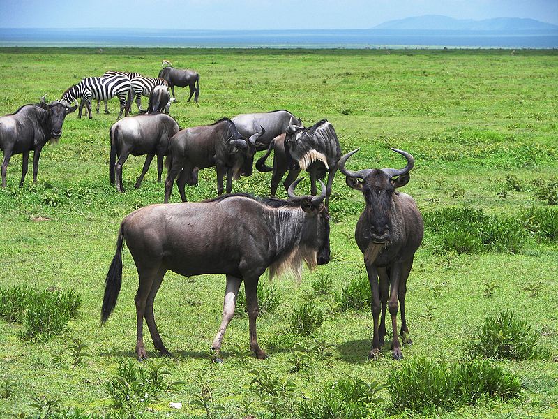 File:Eastern White-bearded Wildebeest.jpg