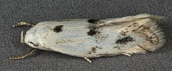 Elachista maculicerusella, near Towyn, North Wales, Aug 2013 (20393337745).jpg