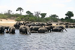 Elefanti in Botswana