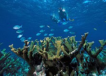 Underwater view of snorkelers, fish and coral