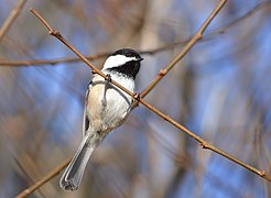 Elusive Chickadee