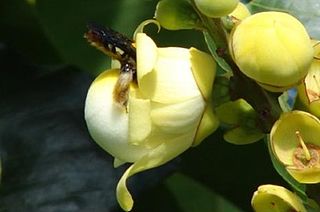 <i>Epicharis</i> (bee) Genus of bees
