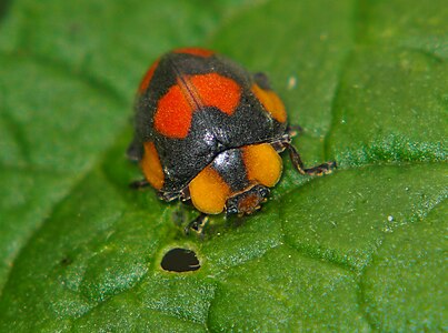 大食葉瓢蟲（Papuaepilachna guttatopustulata）喺度食樖植物嘅葉。