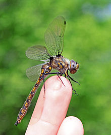 Beaverpond baskettail, Epitheca canis Epitheca canis.jpg