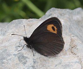 Erebia niphonica