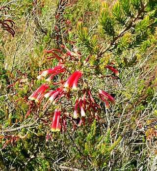 <i>Erica versicolor</i> Species of flowering plant