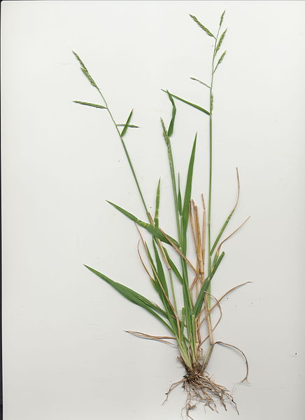 File:Eriochloa pseudoacrotricha plant10 DUNGOG (16335877786).jpg