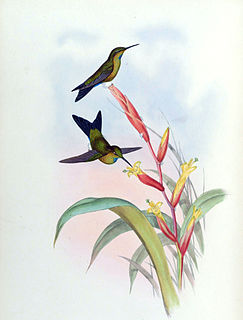 Turquoise-throated puffleg Species of bird