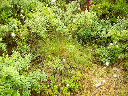 Eriophorum chamissonis