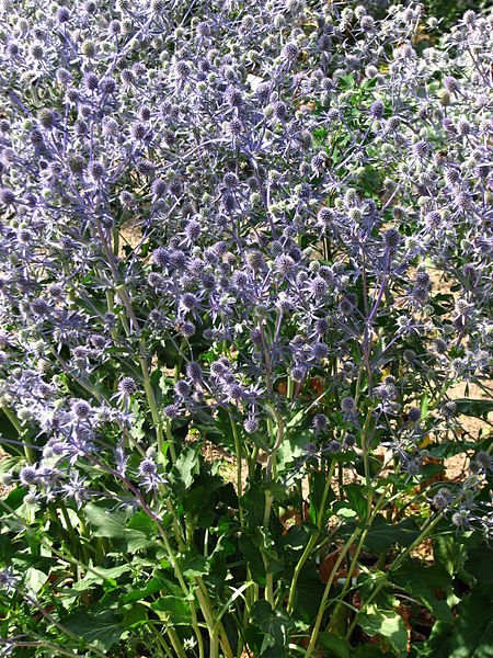 File:Eryngium planum 03.JPG